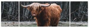 Obraz - Szkocka krowa 2 (170x50 cm)