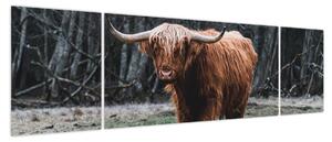 Obraz - Szkocka krowa 2 (170x50 cm)