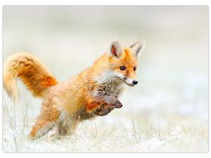 Obraz - Skaczący lis (70x50 cm)