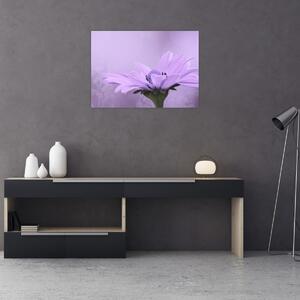 Obraz - Fioletowy kwiat (70x50 cm)