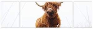 Obraz - Szkocka krowa (170x50 cm)