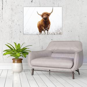 Obraz - Szkocka krowa (70x50 cm)