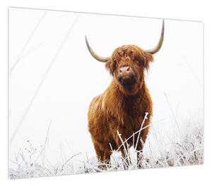 Obraz - Szkocka krowa (70x50 cm)