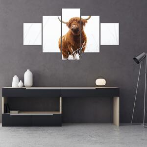 Obraz - Szkocka krowa (125x70 cm)