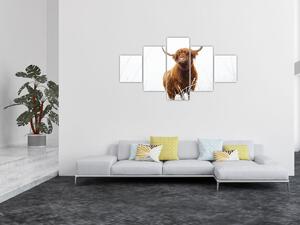 Obraz - Szkocka krowa (125x70 cm)