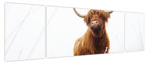Obraz - Szkocka krowa (170x50 cm)