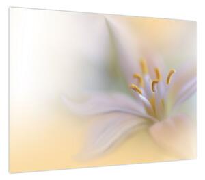 Obraz - Delikatny kwiat (70x50 cm)