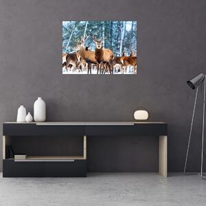 Obraz - Stado jeleni (70x50 cm)