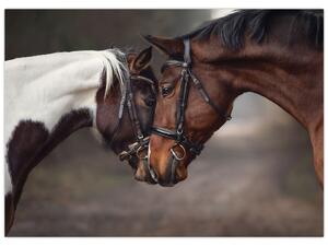 Obraz - Zakochane konie (70x50 cm)