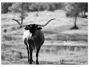 Obraz - Krowa, czarno - biała (70x50 cm)