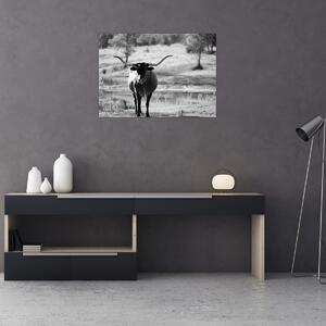 Obraz - Krowa, czarno - biała (70x50 cm)