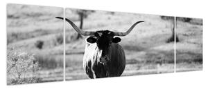 Obraz - Krowa, czarno - biała (170x50 cm)