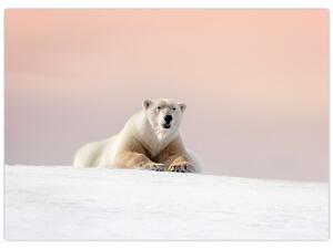 Obraz - Niedźwiedź polarny (70x50 cm)