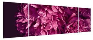 Obraz - Kwiaty piwonii (170x50 cm)
