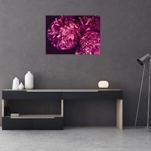 Obraz - Kwiaty piwonii (70x50 cm)