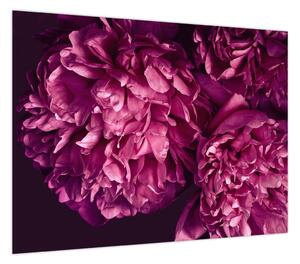Obraz - Kwiaty piwonii (70x50 cm)