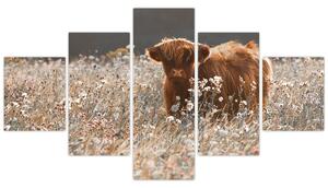 Obraz - Szkocka krowa w kwiatach (125x70 cm)