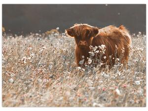 Obraz - Szkocka krowa w kwiatach (70x50 cm)