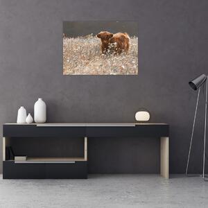 Obraz - Szkocka krowa w kwiatach (70x50 cm)