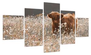 Obraz - Szkocka krowa w kwiatach (125x70 cm)