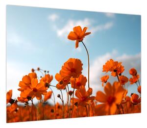 Obraz - Łąkowe kwiaty (70x50 cm)