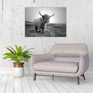 Obraz - Szkocka krowa, czarno - biały (70x50 cm)