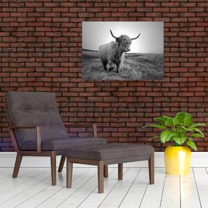 Obraz - Szkocka krowa, czarno - biały (70x50 cm)