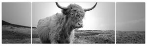 Obraz - Szkocka krowa, czarno - biały (170x50 cm)