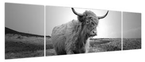 Obraz - Szkocka krowa, czarno - biały (170x50 cm)