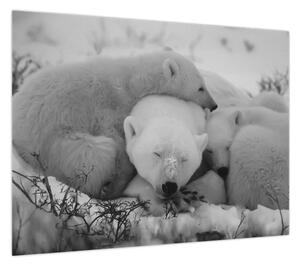 Obraz - Niedźwiadki polarne, czarno - biały (70x50 cm)