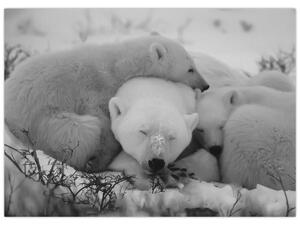 Obraz - Niedźwiadki polarne, czarno - biały (70x50 cm)