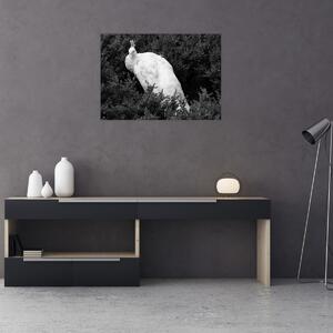 Obraz - Paw, czarno - biały (70x50 cm)