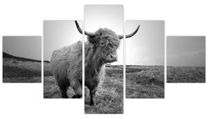 Obraz - Szkocka krowa, czarno - biały (125x70 cm)
