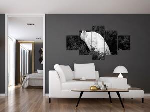 Obraz - Paw, czarno - biały (125x70 cm)