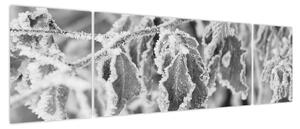 Obraz - Zmarznięte liście, czarno - biały (170x50 cm)