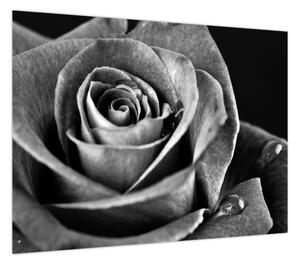 Obraz - Róża, czarno - biały (70x50 cm)