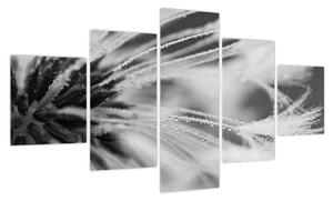 Obraz - Makro, czarno - biały (125x70 cm)