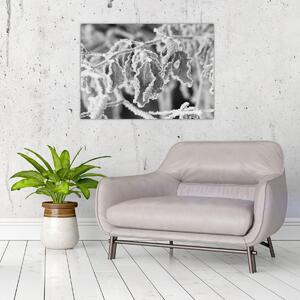 Obraz - Zmarznięte liście, czarno - biały (70x50 cm)