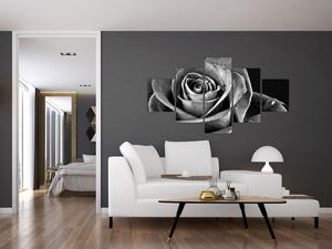 Obraz - Róża, czarno - biały (125x70 cm)