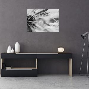 Obraz - Makro, czarno - biały (70x50 cm)