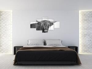 Obraz - Szkocka krowa 2, czarno - biały (125x70 cm)