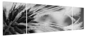Obraz - Makro, czarno - biały (170x50 cm)