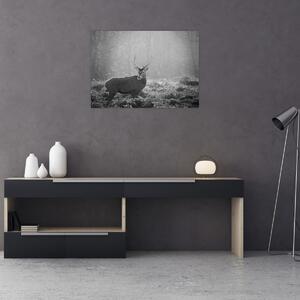 Obraz - Jeleń w lesie, czarno - biały (70x50 cm)