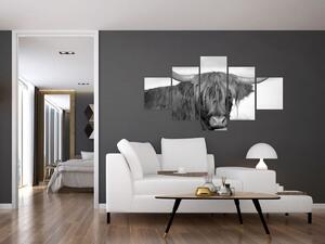 Obraz - Szkocka krowa 2, czarno - biały (125x70 cm)