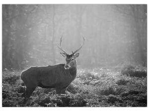 Obraz - Jeleń w lesie, czarno - biały (70x50 cm)