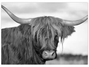 Obraz - Szkocka krowa 2, czarno - biały (70x50 cm)