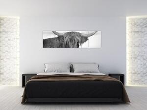 Obraz - Szkocka krowa 2, czarno - biały (170x50 cm)