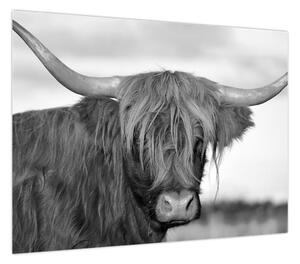 Obraz - Szkocka krowa 2, czarno - biały (70x50 cm)