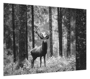 Obraz - Jeleń w lesie 2, czarno - biały (70x50 cm)