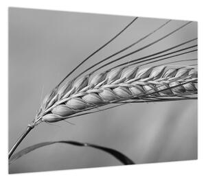 Obraz - Pszenica, czarno - biały (70x50 cm)